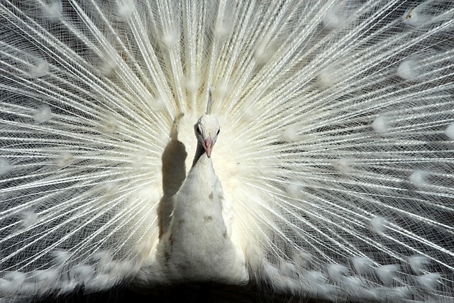承载着选手